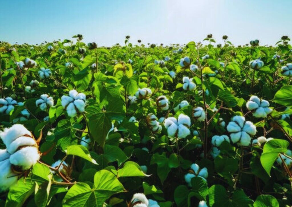 fungal disease control for chilli crops