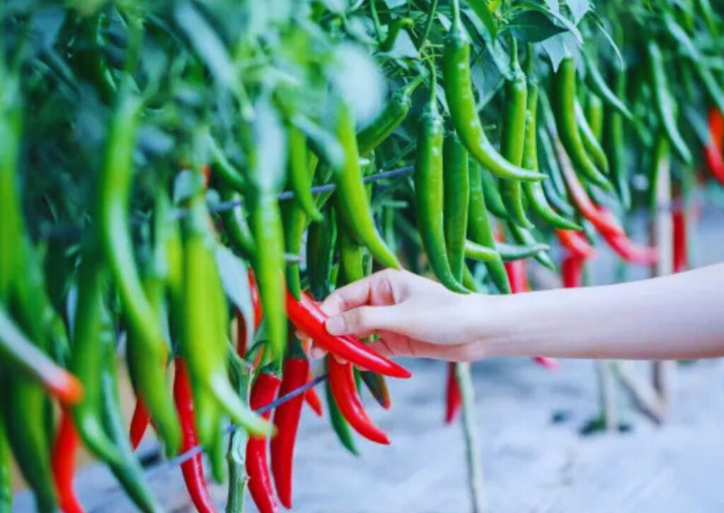 agricultural pesticide wholesalers in Telangana