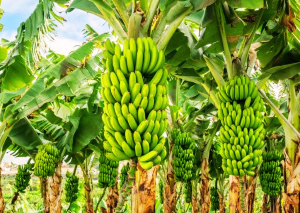 pesticide and fertilizer dealers near Warangal