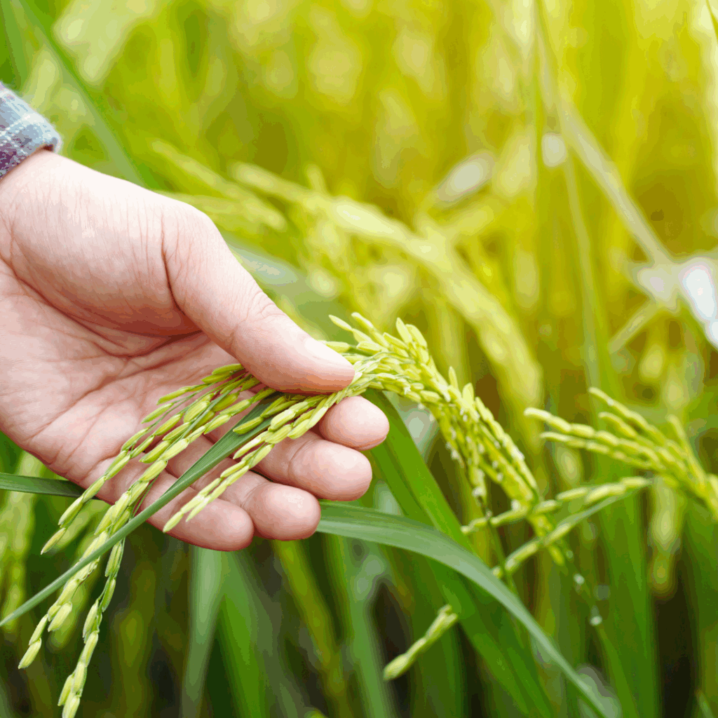 plant growth promoters Telangana