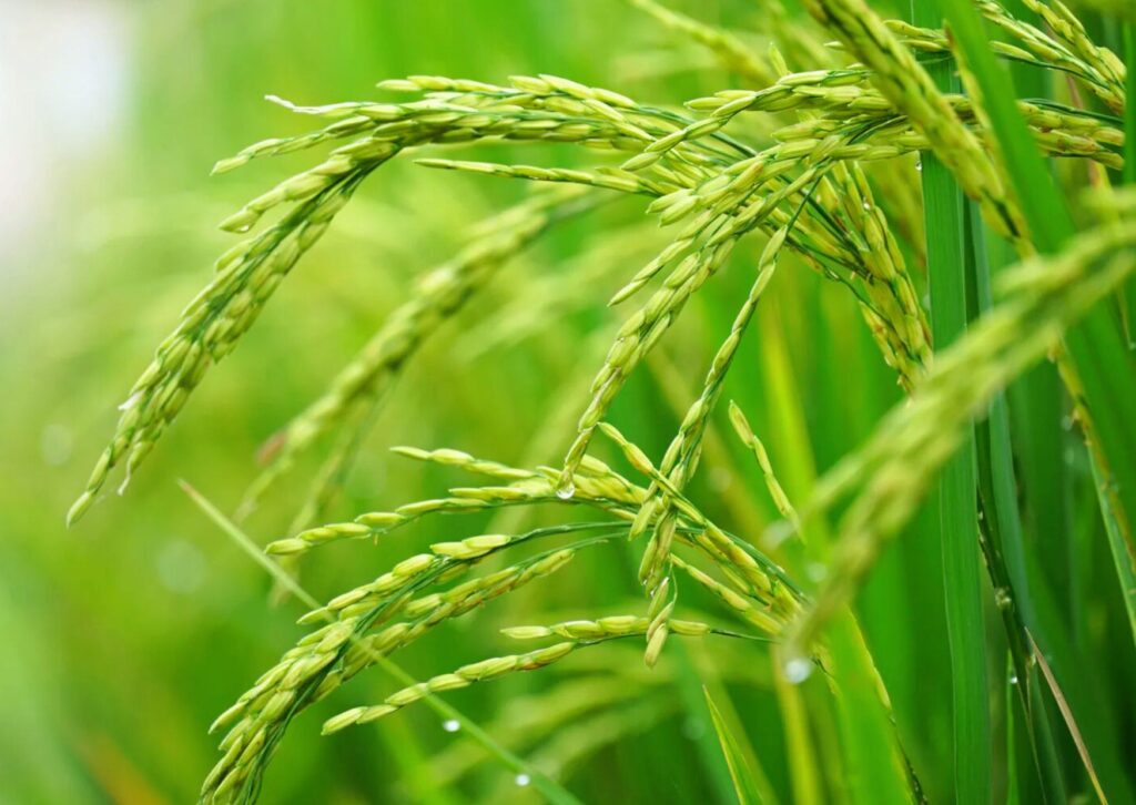 best pest control chemicals for banana crops