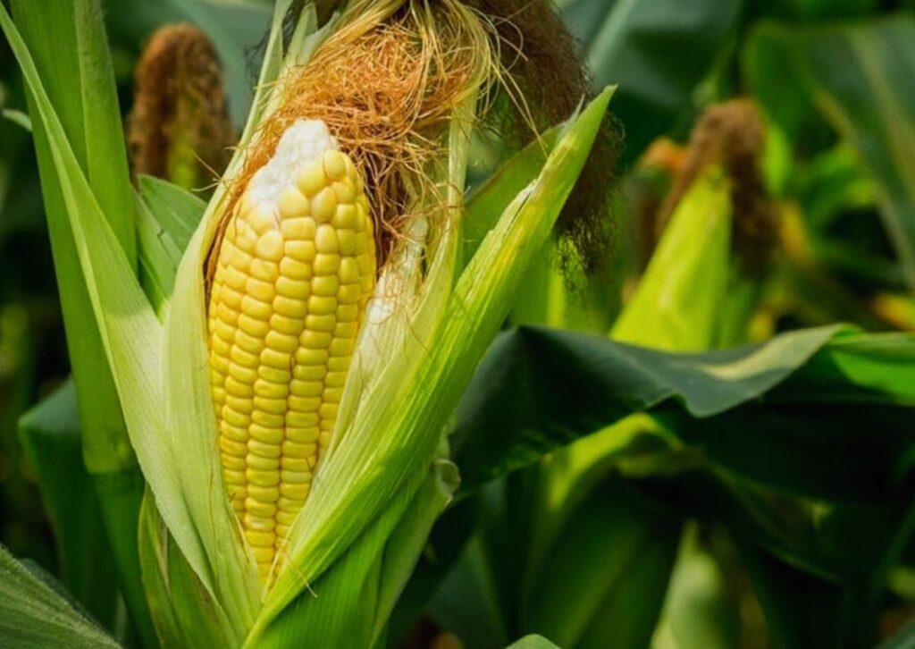 top pesticide brands for chilli and cotton